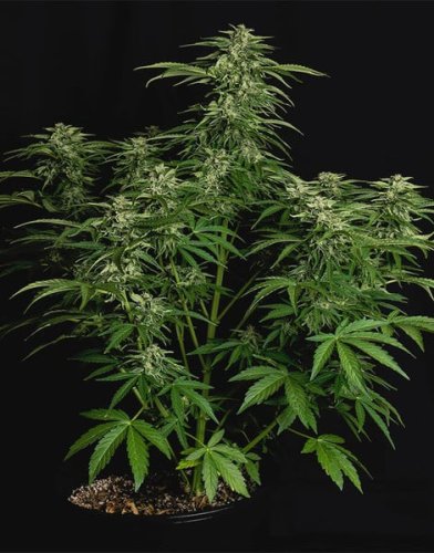Apollo F1 - autoflowering marijuana seeds 5pcs, Royal Queen Seeds