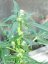 Super Skunk Automatic -  autoflowering semienka 10ks Sensi Seeds