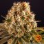 Strawberry Lemonade - feminizovaná semená marihuany 5 ks Barney´s Farm