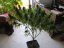 Psicodelicia - Feminisierte Samen 5ks Sweet Seeds