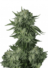 Original Moby Dick Auto Feminisierte Samen - 1