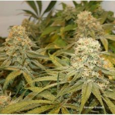 Banana Blaze® - feminized seeds 5pcs Dutch Passion