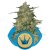Royal Highness - feminizowane nasiona 3ks Royal Queen Seeds