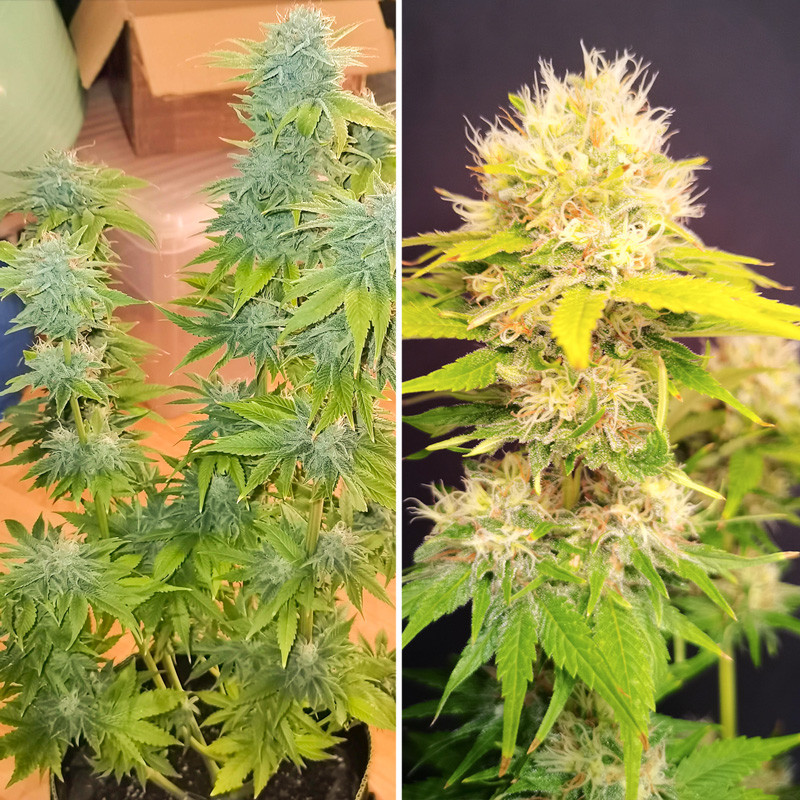 Super Mad Sky Floater - feminized seeds 8 pcs, Super Sativa Seed Club