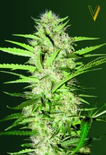 Victory Seeds Parmesan Auto samonakvétací semena