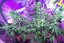 Jack Herer - semínka 10 ks standardizovaná Sensi Seeds
