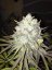 Royal Medic - Feminized Seeds 5 pcs Royal Queen Seeds