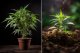 FLOWERS VS. SOIL: WHAT IS THE BEST PLACE TO GROW CANNABIS?