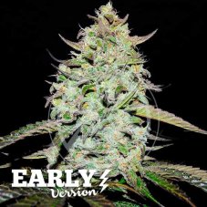Delicious Seeds Lemon Gazzy F1 Early Version feminizovaná semena