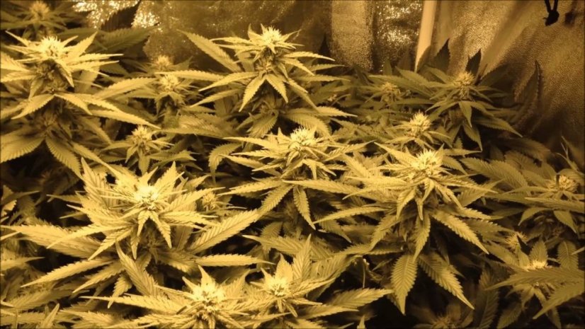 Blue Dream - feminizovaná semínka 3ks Humboldt