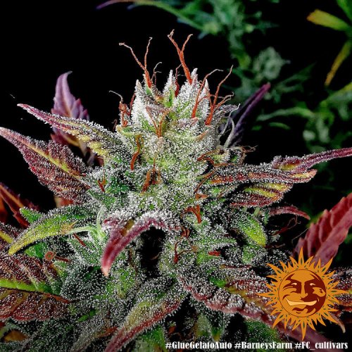 Glue Gelato Auto - autoflowering marijuana seeds 5 pcs Barney´s Farm