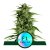 Hyperion F1 - automatycznie kwitnące nasiona marihuany 3 sztuki, Royal Queen Seeds