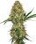 Hindu Kush - feminizovaná semínka 3 ks Sensi Seeds