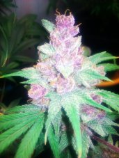 Cali Connection Grape Kush Feminized Seeds