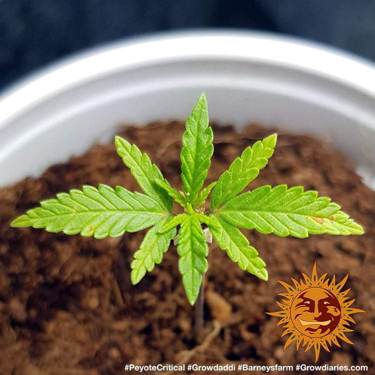 Peyote Critical - feminizované semená marihuany 3 ks Barney´s Farm