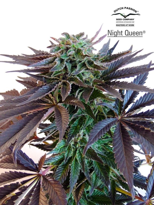 Night Queen  – feminizovaná semínka 5 ks Dutch Passion