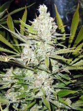 Amnesia Haze 10 ks (Indoor), regulárny semená Hy-Pro