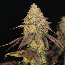 Legendary OG Punch - nasiona feminizowane 3 szt Royal Queen Seeds