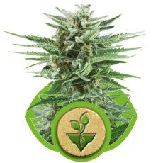 Easy Bud - samokvitnúce semienka 10 ks Royal Queen Seeds