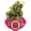 Sour Diesel - feminizované semienka 5ks Royal Queen Seeds