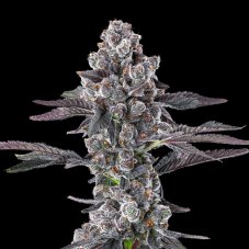 Maven Genetics Grape Amrita Feminized Seeds, 6 pcs