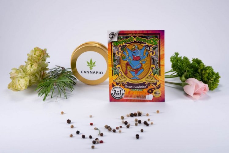 Cream Mandarine Fast Version - feminizované semienka 3ks Sweet Seeds