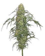 Freakshow - semi di marijuana femminizzati 5 pezzi Humboldt Seed Company