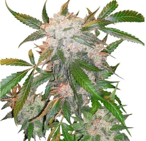 White Widow - feminizovaná semena 10 ks Dutch Passion