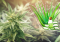 Aloe vera: A Secret Weapon for Cannabis Cultivation and Fertilization