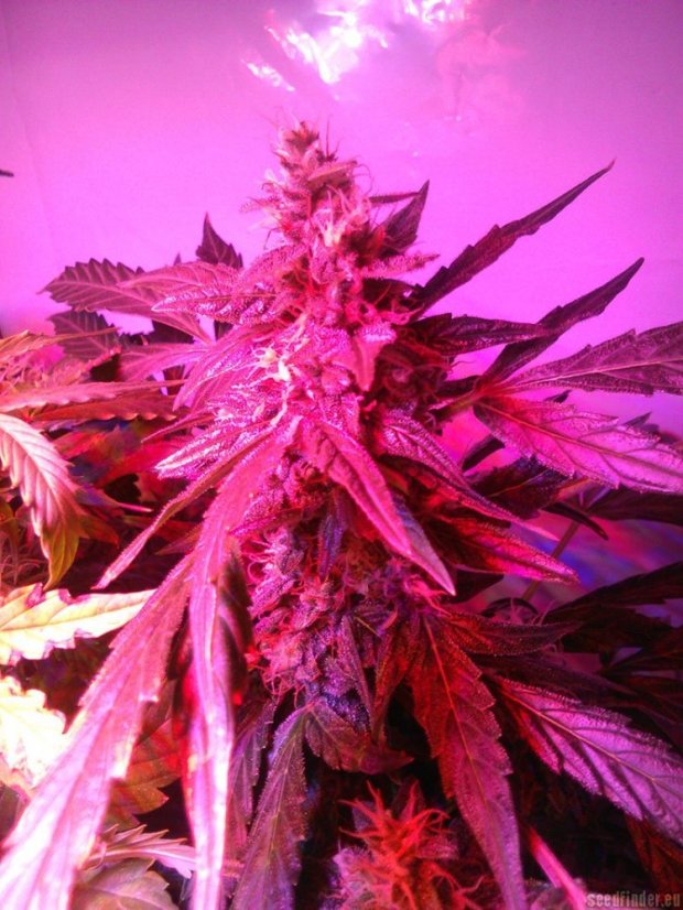 Vertigo - feminizované a autoflowering semienka 10ks Paradise Seeds