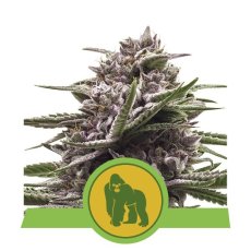 Royal Gorilla Automatic - samokvitnnúce semienka 3 ks Royal Queen Seeds