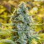 Moby Dick - feminized seeds 3pcs, Silent Seeds