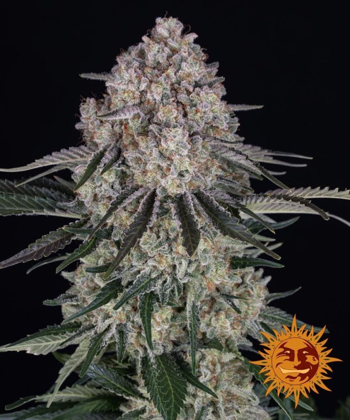 Sour Diesel Auto - samonakvétacie semená, 10 ks, Barneys Farm