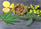 7 Most Important Terpenes in Cannabis and Their Effects