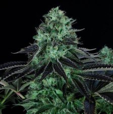 Fair Seeds Darkstar feminizované semená
