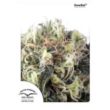 Snow Bud - feminizowane nasiona 3ks Dutch Passion