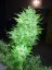 AutoDurban Poison®- autoflowering semienka 3ks Dutch Passion