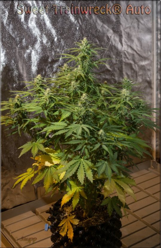 Sweet Trainwreck Auto - feminizovaná a samonakvétací semínka 5ks Sweet Seeds