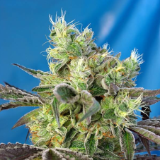Sweet Seeds Do-Sweet-Dosa Feminized Seeds