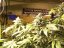 Sheherazade 10 ks, feminizované semená Paradise Seeds