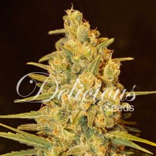 Delicious Seeds Critical Sensi Star Early Version feminizovaná semena