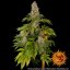 Tropicanna Banana - feminized marijuana seeds 10 pcs Barney´s Farm