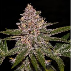 Radical Juice - feminizovaná semena, 5 ks, Ripper Seeds