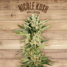 The Plant Organic Seeds Nicole Kush samičie semená