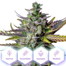 Blue Cheese Auto - samonakvétací semena konopí, 3 ks, Cannapio