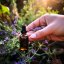 BIO Wild Thyme - 100% Natural Essential Oil (10ml) - Pestik