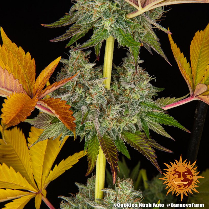 OG Kush Auto - samonakvétacie semená, 10 ks, Barneys Farm