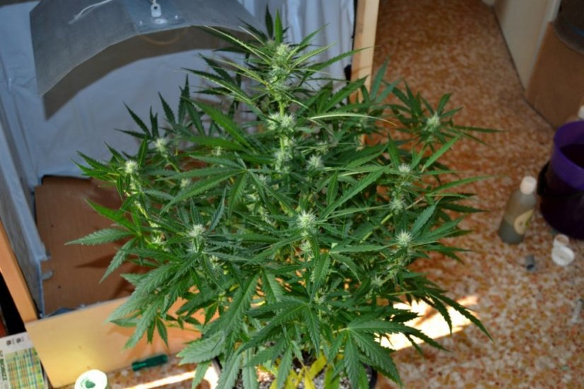 Big Devil XL Auto - feminizovaná a samonakvétací semínka 5ks Sweet Seeds