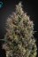 Big Bang Autoflowering - samonakvitacie semienka 10 ks  Green House Seeds