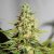 Acapulco Gold - nasiona feminizowane 5szt Barney's Farms